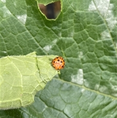 Epilachna sumbana (A Leaf-eating Ladybird) at Kambah, ACT - 5 Dec 2024 by LinePerrins