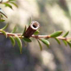 Hemibela hemicalypta at Cook, ACT - 24 Oct 2024