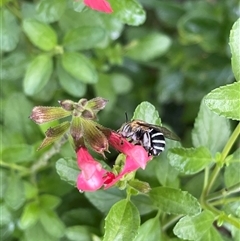 Amegilla (Zonamegilla) asserta (Blue Banded Bee) at Kambah, ACT - 3 Dec 2024 by LineMarie