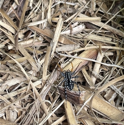 Nyssus coloripes (Spotted Ground Swift Spider) at Kambah, ACT - 4 Dec 2024 by LineMarie