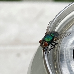 Lucilia sp. (genus) at Theodore, ACT by Cardy