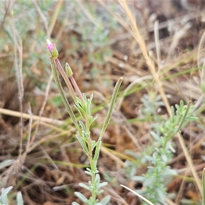 Epilobium billardiereanum subsp. cinereum (Hairy Willow Herb) at Hawker, ACT - 5 Dec 2024 by sangio7