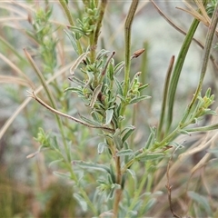 Epilobium billardiereanum subsp. cinereum at Hawker, ACT - 5 Dec 2024