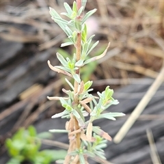 Epilobium billardiereanum subsp. cinereum at Hawker, ACT - 5 Dec 2024