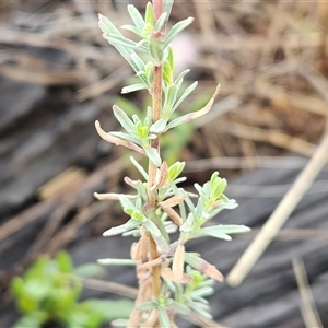 Epilobium billardiereanum subsp. cinereum at Hawker, ACT - 5 Dec 2024