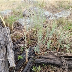 Epilobium billardiereanum subsp. cinereum at Hawker, ACT - 5 Dec 2024