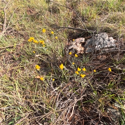 Chrysocephalum apiculatum (Common Everlasting) at Bredbo, NSW - 4 Dec 2024 by WhiteRabbit