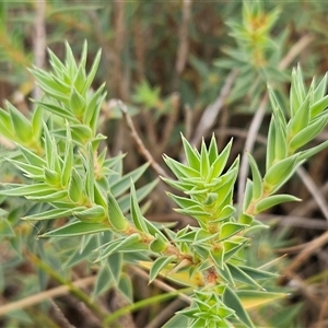 Melichrus urceolatus at Hawker, ACT - 5 Dec 2024