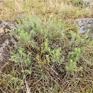 Melichrus urceolatus at Hawker, ACT - 5 Dec 2024