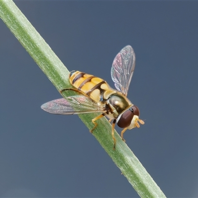 Simosyrphus grandicornis (Common hover fly) at Chisholm, ACT - 5 Dec 2024 by RomanSoroka