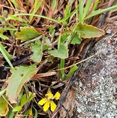 Goodenia hederacea subsp. hederacea (Ivy Goodenia, Forest Goodenia) at Hawker, ACT - 5 Dec 2024 by sangio7