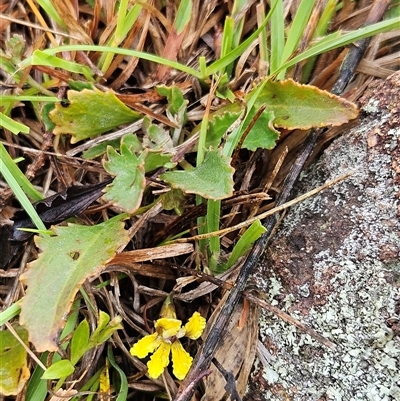 Goodenia hederacea subsp. hederacea (Ivy Goodenia, Forest Goodenia) at Hawker, ACT - 5 Dec 2024 by sangio7