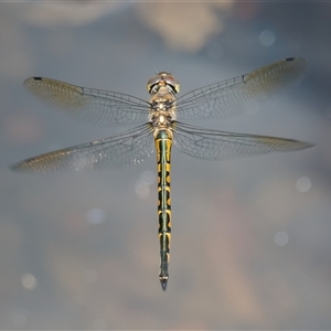 Hemicordulia australiae (Australian Emerald) at Chisholm, ACT by RomanSoroka