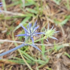 Eryngium ovinum (Blue Devil) at Whitlam, ACT - 5 Dec 2024 by sangio7