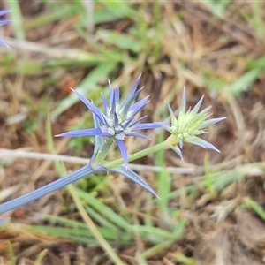 Eryngium ovinum at Whitlam, ACT - 5 Dec 2024 07:14 AM