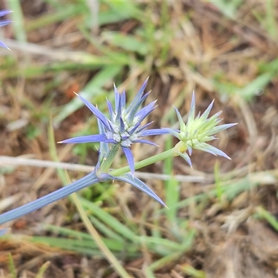 Eryngium ovinum (Blue Devil) at Whitlam, ACT - 4 Dec 2024 by sangio7