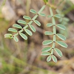 Indigofera adesmiifolia (Tick Indigo) at Whitlam, ACT - 5 Dec 2024 by sangio7