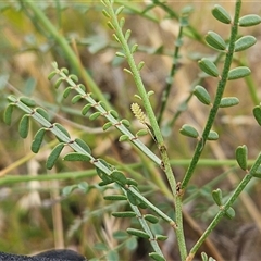 Indigofera adesmiifolia at Whitlam, ACT - 5 Dec 2024