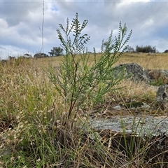 Indigofera adesmiifolia at Whitlam, ACT - 5 Dec 2024