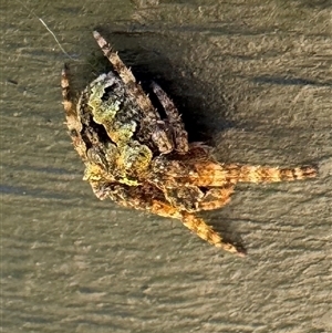 Unidentified Orb-weaving spider (several families) at Emerald, VIC by GlossyGal