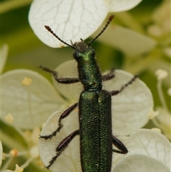 Eleale aspera (Clerid beetle) at Downer, ACT - 4 Dec 2024 by RobertD