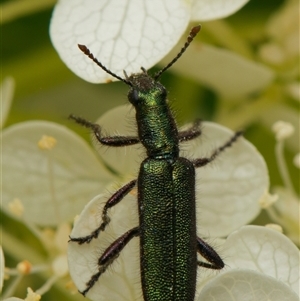 Eleale aspera at Downer, ACT - 5 Dec 2024