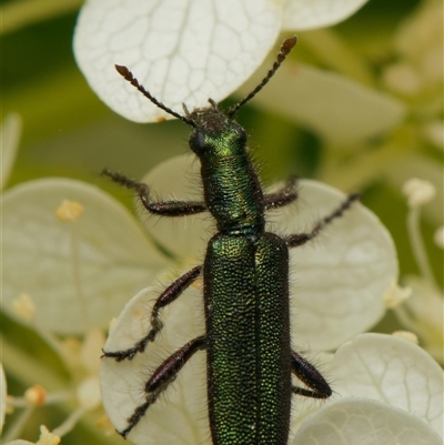 Eleale aspera (Clerid beetle) at Downer, ACT - 5 Dec 2024 by RobertD