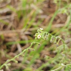 Hackelia suaveolens (Sweet Hounds Tongue) at Whitlam, ACT - 5 Dec 2024 by sangio7