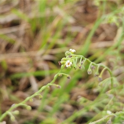 Hackelia suaveolens (Sweet Hounds Tongue) at Whitlam, ACT - 4 Dec 2024 by sangio7