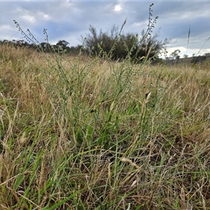 Hackelia suaveolens at Whitlam, ACT - 5 Dec 2024 07:30 AM