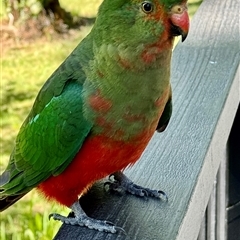 Alisterus scapularis (Australian King-Parrot) at Emerald, VIC - 4 Dec 2024 by GlossyGal