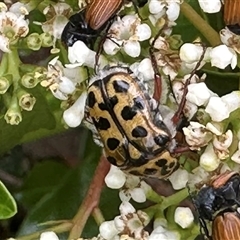 Neorrhina punctata (Spotted flower chafer) at Bonner, ACT - 5 Dec 2024 by MegFluke