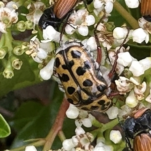 Neorrhina punctata at Bonner, ACT - 5 Dec 2024