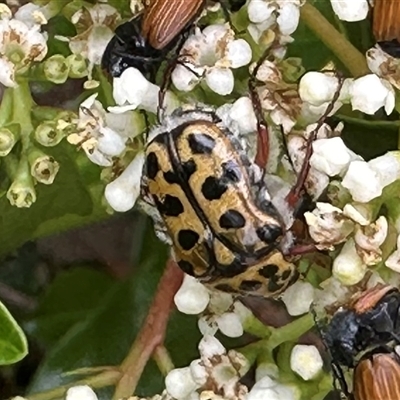 Neorrhina punctata (Spotted flower chafer) at Bonner, ACT - 5 Dec 2024 by MegFluke