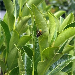 Unidentified Blow fly (Calliphoridae) at Bonner, ACT by MegFluke