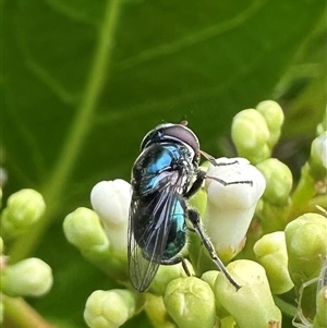 Chrysomya sp. (genus) at Bonner, ACT by MegFluke