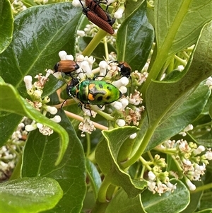 Scutiphora pedicellata (Metallic Jewel Bug) at Bonner, ACT by MegFluke