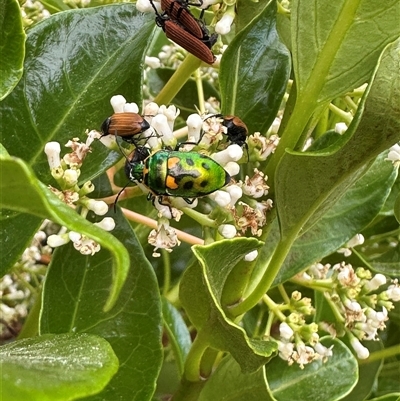 Scutiphora pedicellata (Metallic Jewel Bug) at Bonner, ACT - 5 Dec 2024 by MegFluke