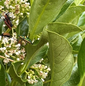 Scutiphora pedicellata at Bonner, ACT - suppressed