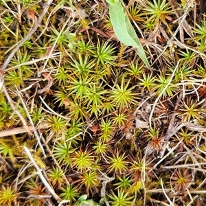 Polytrichaceae sp. (family) (A moss) at Whitlam, ACT by sangio7