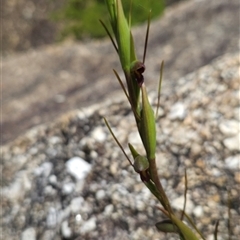 Orthoceras strictum (Horned Orchid) at Wilsons Promontory, VIC - 5 Dec 2024 by BethanyDunne