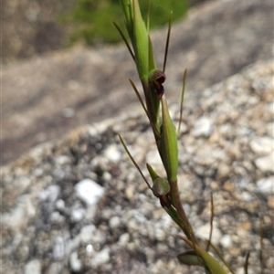 Orthoceras strictum at Wilsons Promontory, VIC - suppressed