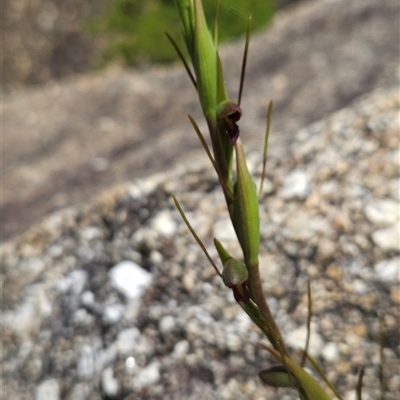 Orthoceras strictum at Wilsons Promontory, VIC - 5 Dec 2024 by BethanyDunne