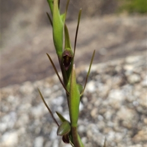 Orthoceras strictum at Wilsons Promontory, VIC - suppressed