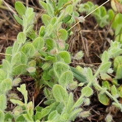 Kickxia elatine (Sharpleaf Cancerwort) at Whitlam, ACT - 4 Dec 2024 by sangio7