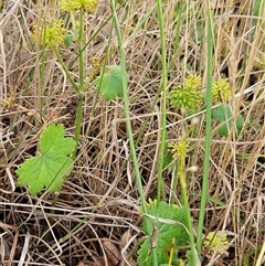 Hydrocotyle laxiflora (Stinking Pennywort) at Whitlam, ACT - 5 Dec 2024 by sangio7