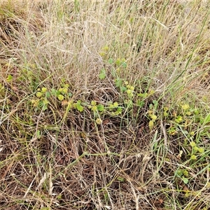 Hydrocotyle laxiflora at Whitlam, ACT - 5 Dec 2024 08:03 AM