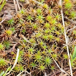 Polytrichaceae sp. (family) at Whitlam, ACT - 5 Dec 2024 08:16 AM