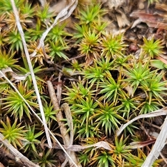 Polytrichaceae sp. (family) at Whitlam, ACT - 5 Dec 2024 08:16 AM