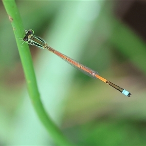 Ischnura aurora at Wodonga, VIC - 1 Dec 2024